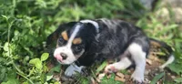 Winston , a male Cavalier King Charles Spaniel for sale in Brumley, MO – 2 of 10