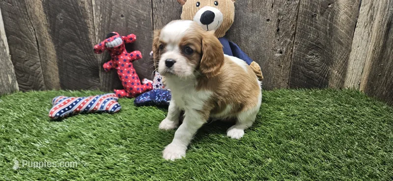 Akc Oliver  – Cavalier King Charles Spaniel puppy for sale in Brumley, MO