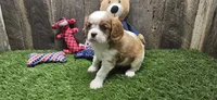 Akc Oliver , a male Cavalier King Charles Spaniel for sale in Brumley, MO – 1 of 8