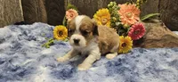 Akc Cooper , a male Cavalier King Charles Spaniel for sale in Brumley, MO – 4 of 9