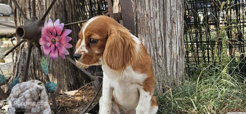 Akc Lulu  – Cavalier King Charles Spaniel puppy for sale in Brumley, MO