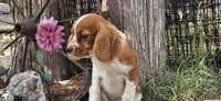 Akc Lulu , a female Cavalier King Charles Spaniel for sale in Brumley, MO – 1 of 9