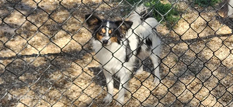 AKC Chase – Papillon puppy for sale in Brumley, MO
