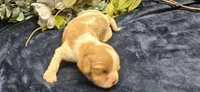 Akc Cooper , a male Cavalier King Charles Spaniel for sale in Brumley, MO – 4 of 4