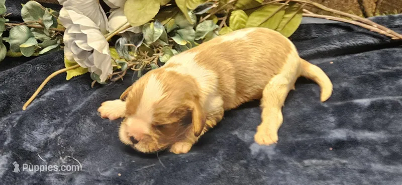Akc Cooper  – Cavalier King Charles Spaniel puppy for sale in Brumley, MO
