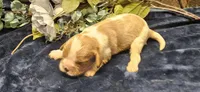 Akc Cooper , a male Cavalier King Charles Spaniel for sale in Brumley, MO – 1 of 4