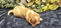 Akc Cooper , a male Cavalier King Charles Spaniel for sale in Brumley, MO – 2 of 4