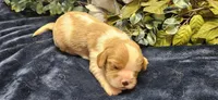Akc Cooper , a male Cavalier King Charles Spaniel for sale in Brumley, MO – 3 of 4