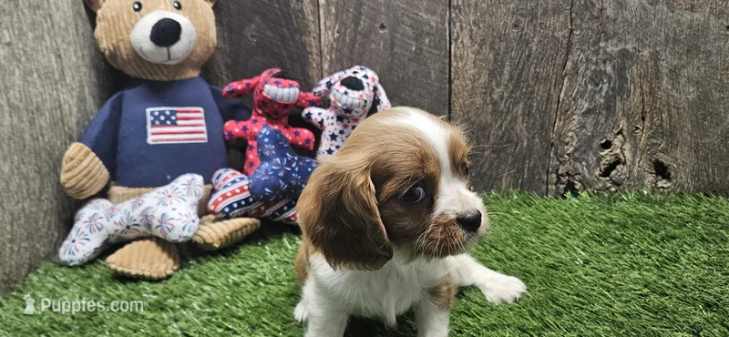 Akc Lulu  – Cavalier King Charles Spaniel puppy for sale in Brumley, MO