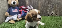 Akc Lulu , a female Cavalier King Charles Spaniel for sale in Brumley, MO – 1 of 10