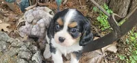 Winston , a male Cavalier King Charles Spaniel for sale in Brumley, MO – 2 of 7