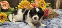 Buzz, a male Papillon for sale in Brumley, MO – 5 of 9