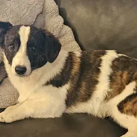 Mason, a male Cardigan Welsh Corgi and Papillon for sale in Brumley, MO – Photo 1 of 10