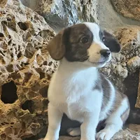 Mason, a male Cardigan Welsh Corgi and Papillon for sale in Brumley, MO – Photo 3 of 10