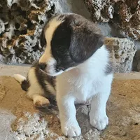 Mason, a male Cardigan Welsh Corgi and Papillon for sale in Brumley, MO – Photo 5 of 10