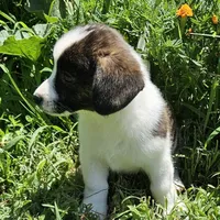 Mason, a male Cardigan Welsh Corgi and Papillon for sale in Brumley, MO – Photo 4 of 10