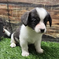 Mason, a male Cardigan Welsh Corgi and Papillon for sale in Brumley, MO – Photo 9 of 10