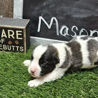 Mason, a male Cardigan Welsh Corgi and Papillon for sale in Brumley, MO – Photo 7 of 10