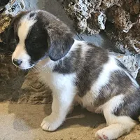 Mason, a male Cardigan Welsh Corgi and Papillon for sale in Brumley, MO – Photo 2 of 10