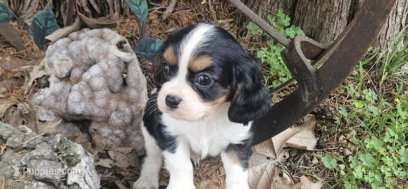 Winston  – Cavalier King Charles Spaniel puppy for sale in Brumley, MO