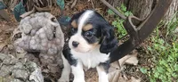 Winston , a male Cavalier King Charles Spaniel for sale in Brumley, MO – 1 of 7