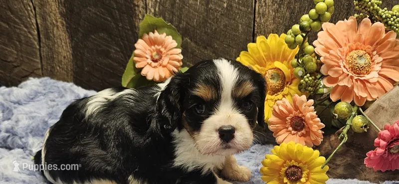 Winston  – Cavalier King Charles Spaniel puppy for sale in Brumley, MO