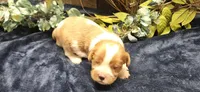 Akc Lulu , a female Cavalier King Charles Spaniel for sale in Brumley, MO – 3 of 5