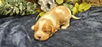 Akc Lulu , a female Cavalier King Charles Spaniel for sale in Brumley, MO – 2 of 5