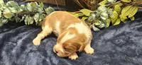 Akc Lulu , a female Cavalier King Charles Spaniel for sale in Brumley, MO – 1 of 5