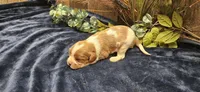 Akc Lulu , a female Cavalier King Charles Spaniel for sale in Brumley, MO – 5 of 5