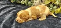 Akc Lulu , a female Cavalier King Charles Spaniel for sale in Brumley, MO – 4 of 5