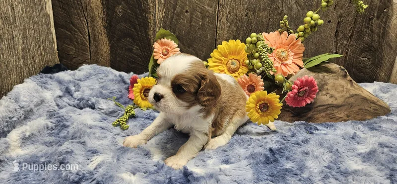 Akc Oliver  – Cavalier King Charles Spaniel puppy for sale in Brumley, MO