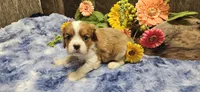 Akc Cooper , a male Cavalier King Charles Spaniel for sale in Brumley, MO – 5 of 9
