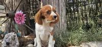 Akc Lulu , a female Cavalier King Charles Spaniel for sale in Brumley, MO – 2 of 9