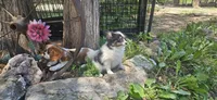 Buzz, a male Papillon for sale in Brumley, MO – 2 of 10
