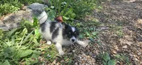 Buzz, a male Papillon for sale in Brumley, MO – 3 of 10