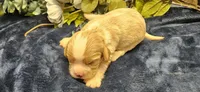 Louis , a male Cavalier King Charles Spaniel for sale in Brumley, MO – 2 of 4