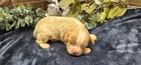 Louis , a male Cavalier King Charles Spaniel for sale in Brumley, MO – 4 of 4