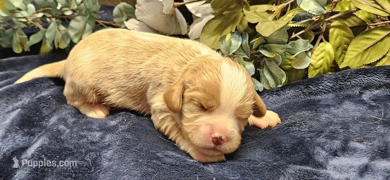 Louis  – Cavalier King Charles Spaniel puppy for sale in Brumley, MO