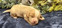 Louis , a male Cavalier King Charles Spaniel for sale in Brumley, MO – 1 of 4