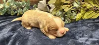 Louis , a male Cavalier King Charles Spaniel for sale in Brumley, MO – 3 of 4