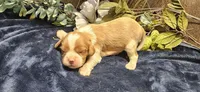 Akc Oliver , a male Cavalier King Charles Spaniel for sale in Brumley, MO – 3 of 4
