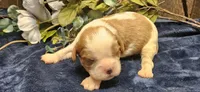 Akc Oliver , a male Cavalier King Charles Spaniel for sale in Brumley, MO – 4 of 4