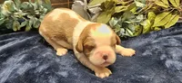 Akc Oliver , a male Cavalier King Charles Spaniel for sale in Brumley, MO – 2 of 4