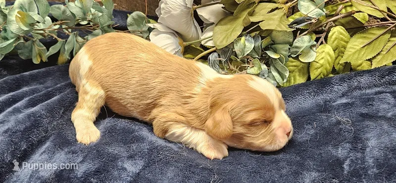 Akc Oliver  – Cavalier King Charles Spaniel puppy for sale in Brumley, MO