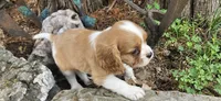 Louis , a male Cavalier King Charles Spaniel for sale in Brumley, MO – 2 of 8