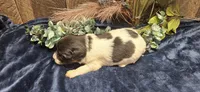Akc Lily , a female Papillon for sale in Brumley, MO – 3 of 4