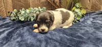 Akc Lily , a female Papillon for sale in Brumley, MO – 4 of 4