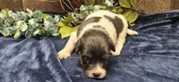 Akc Lily , a female Papillon for sale in Brumley, MO – 2 of 4