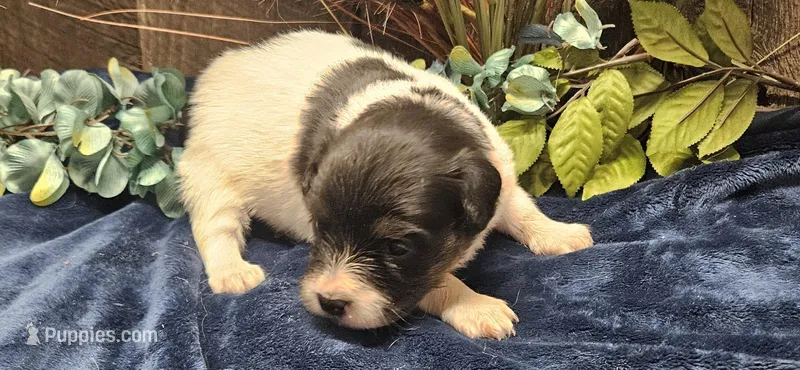 Akc Lily  – Papillon puppy for sale in Brumley, MO